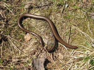 vaskuss (Anguis fragilis) Tyresta Rahvuspargis vaskuss (Anguis fragilis) Tyresta Rahvuspargis