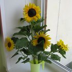 IMG 4808