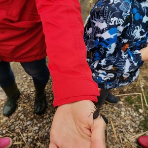 25. mai, Silma Õpikoda, Vahtraninad